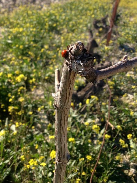 bodega Bodegas Alonso