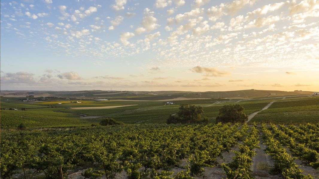 bodega Bodegas Luis Pérez