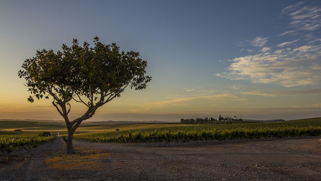 bodega Bodegas Luis Pérez