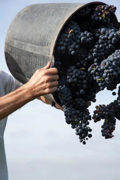 bodega Bello Berganzo