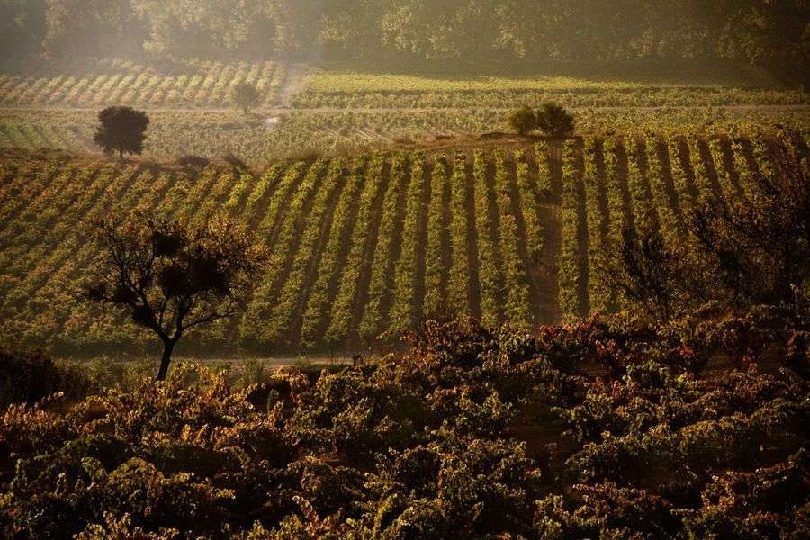 bodega Dominio de Berzal