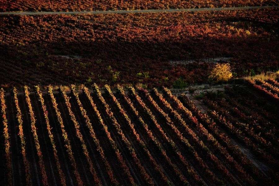 bodega Dominio de Berzal