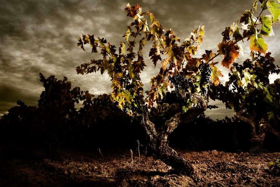 bodega Dominio de Berzal