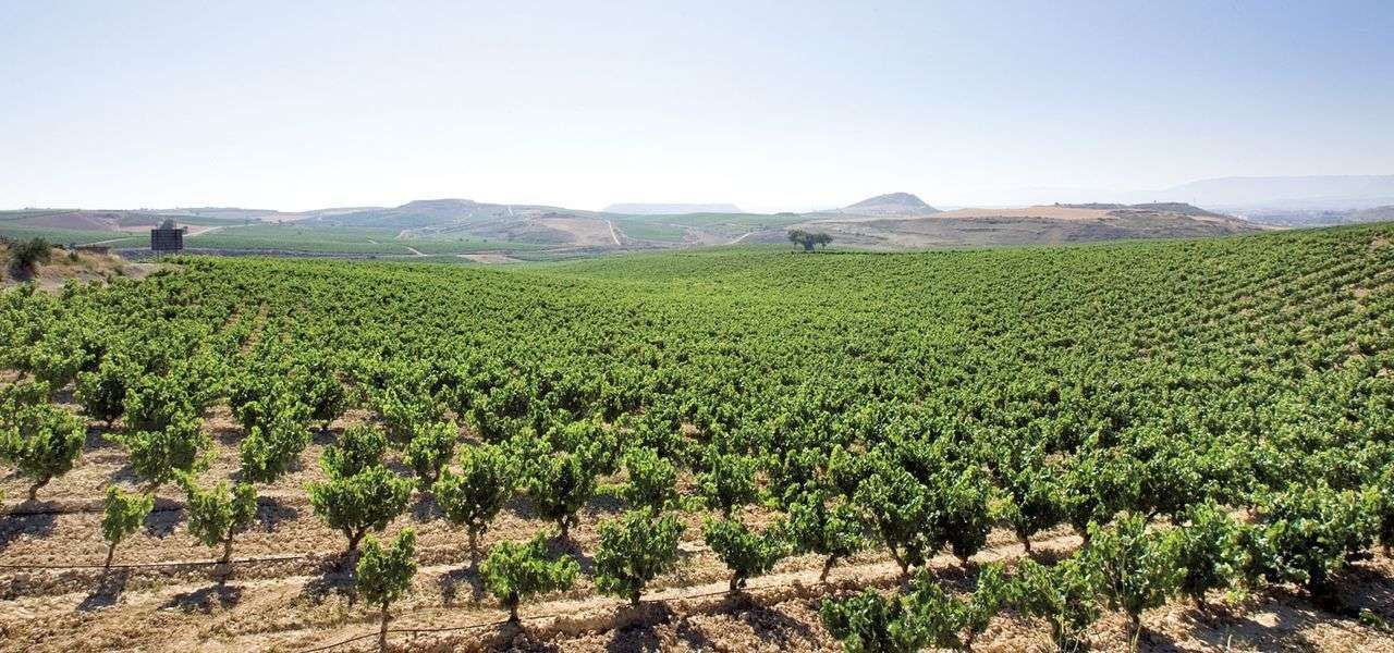 bodega Campillo