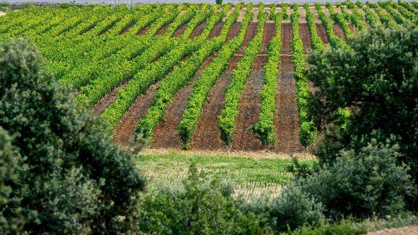 bodega Casa La Rad