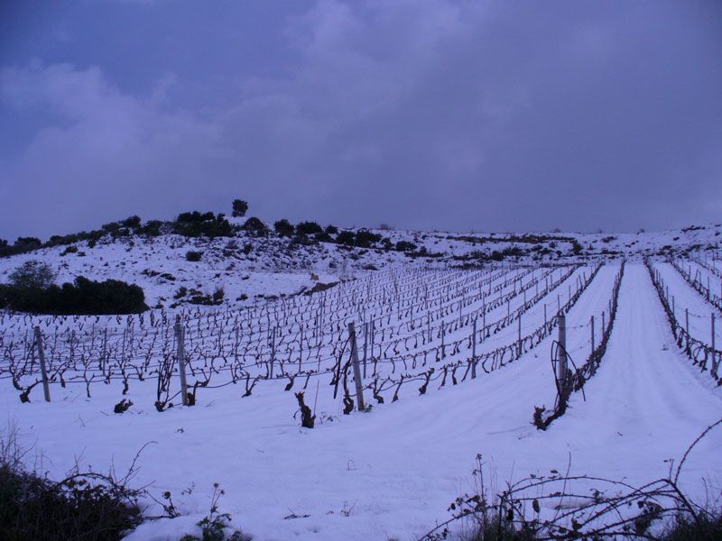 bodega Casado Morales