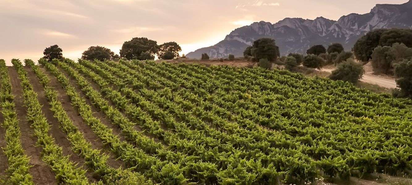 bodega Faustino