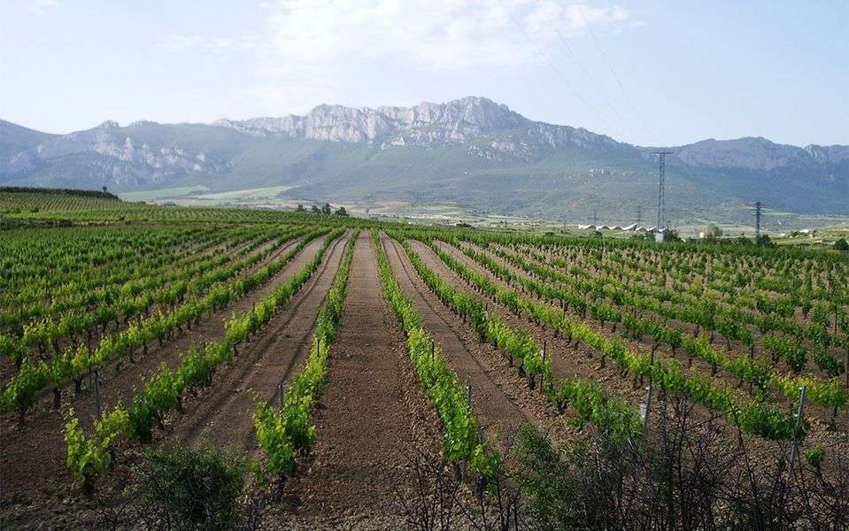 bodega García de Olano