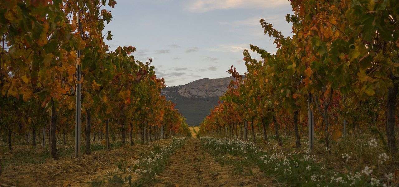 bodega Lozano