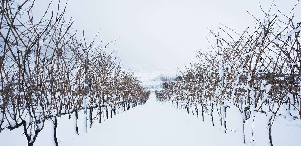 bodega Lozano