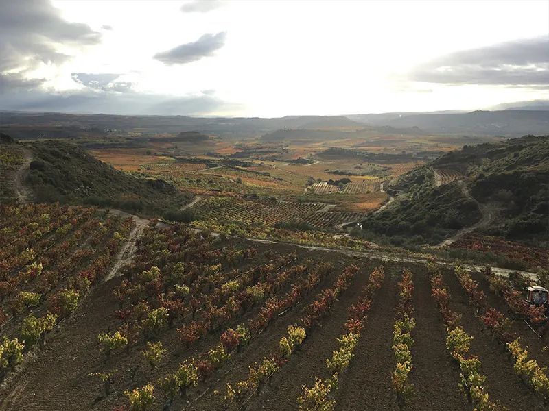 bodega Loli Casado