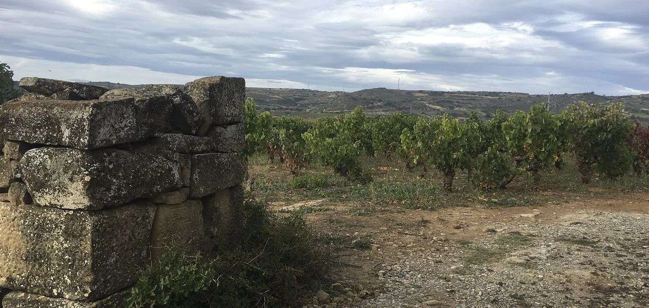 bodega Loli Casado