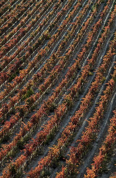 bodega Covila