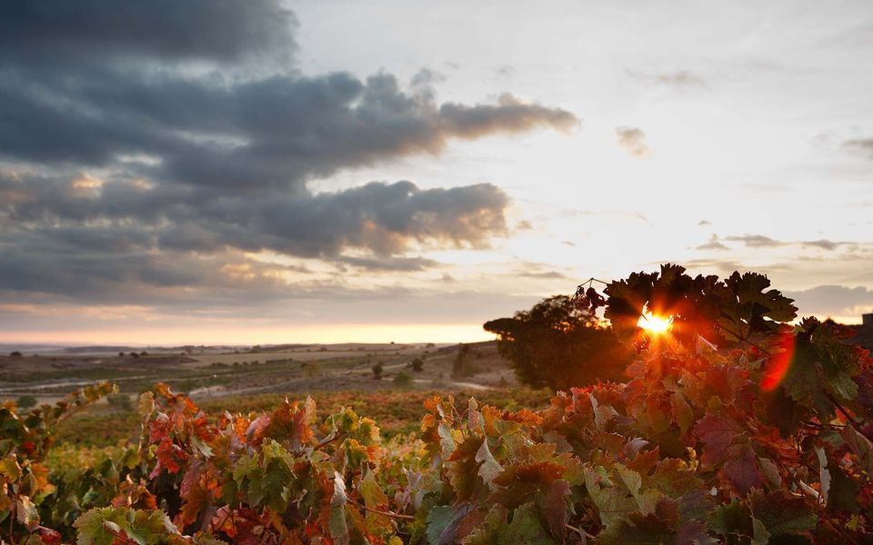 bodega Bodegas Cosme Palacio