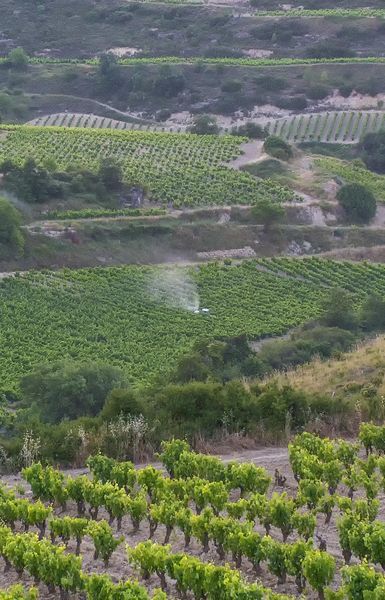 bodega Bodegas Cosme Palacio