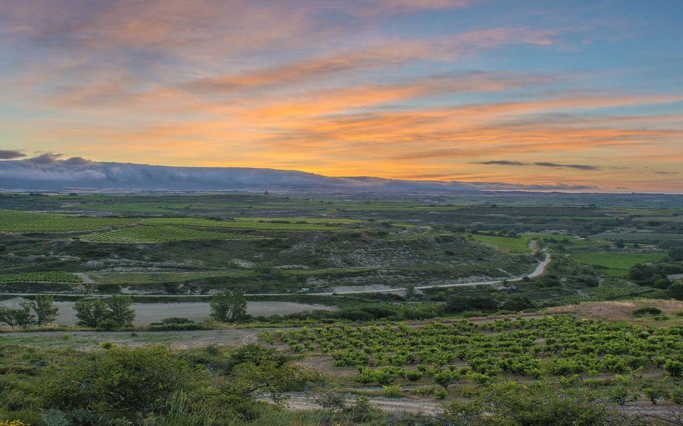 bodega Bodegas Cosme Palacio