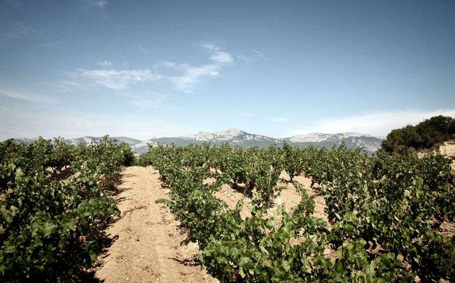 bodega Casa Primicia