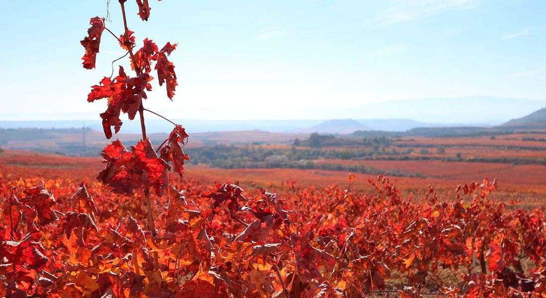 bodega Ruiz de Viñaspre