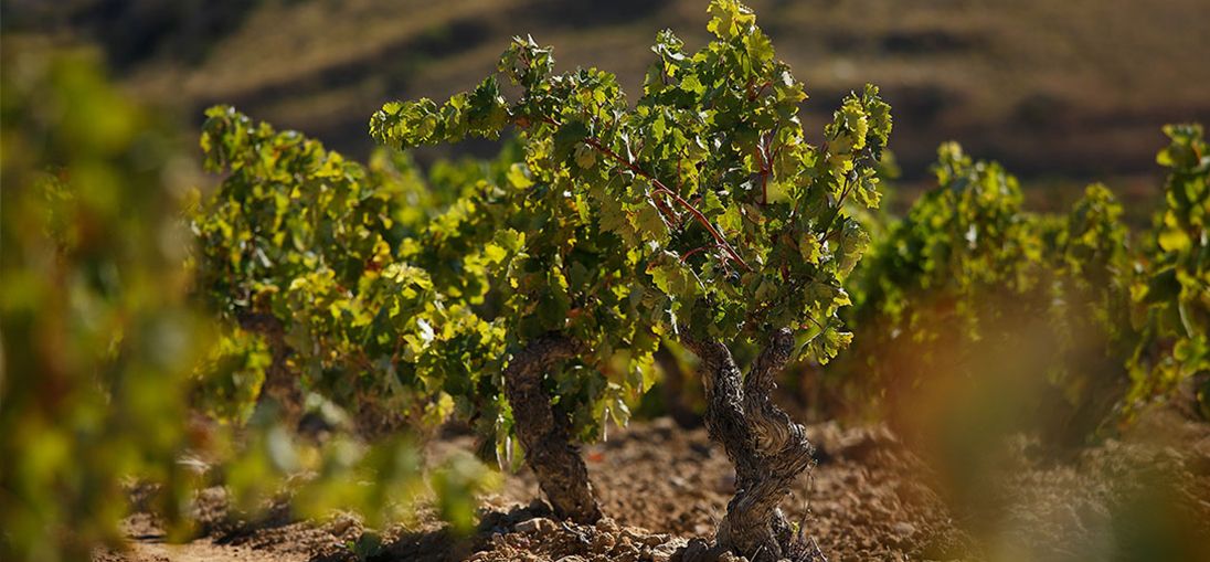 bodega Solar Viejo