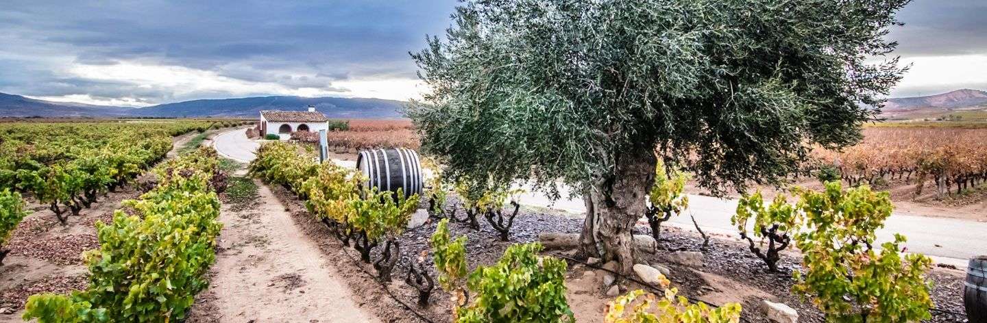 bodega Viñedos Real Rubio