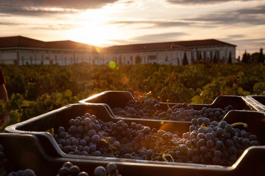 bodega Faustino Rivero Ulecia