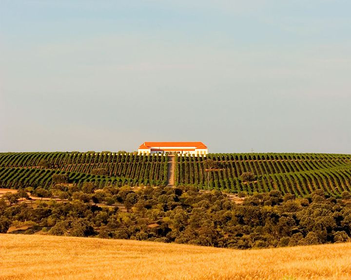 bodega Bodegas Alvear