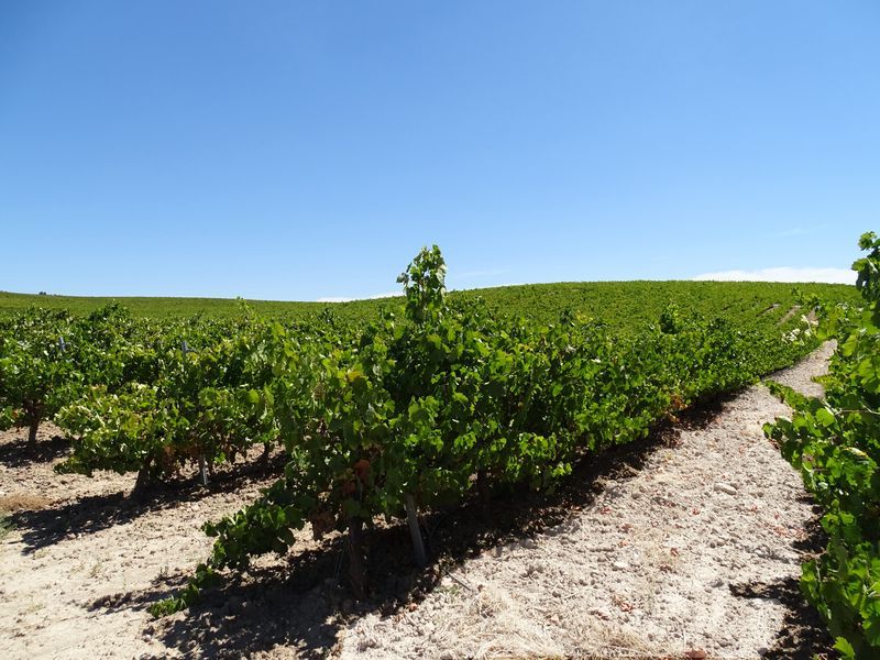 bodega Pérez Barquero