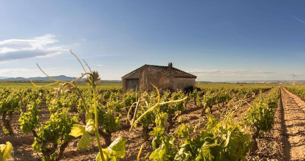 bodega Real Agrado - Viñedos de Alfaro