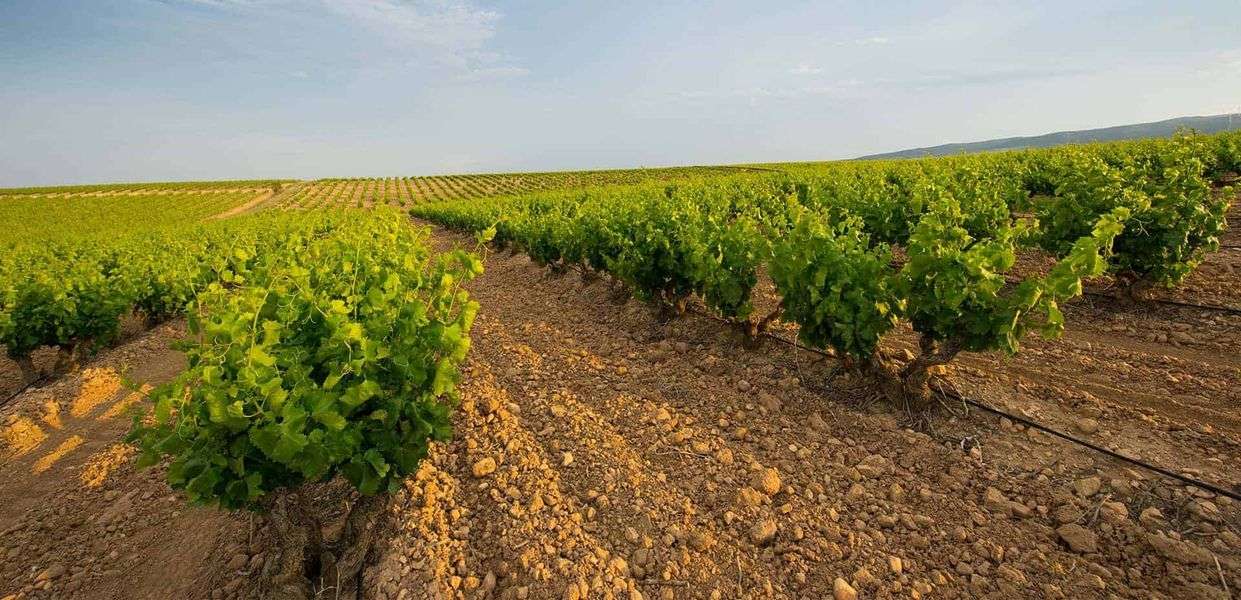 bodega Fincas de Azabache