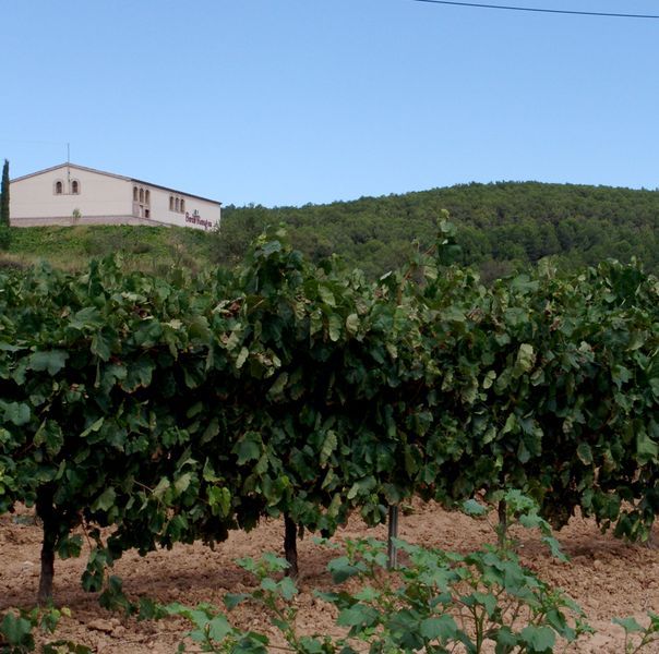 bodega Cava Berdié - Jovani Vins