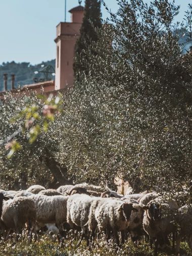 bodega Can Feixes