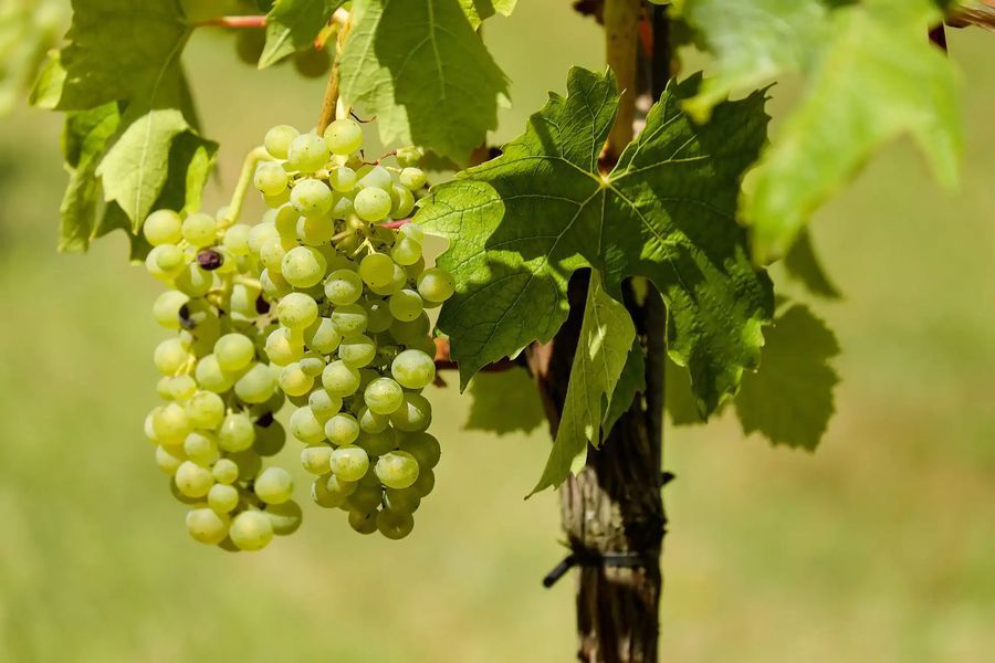 bodega Pagès Entrena