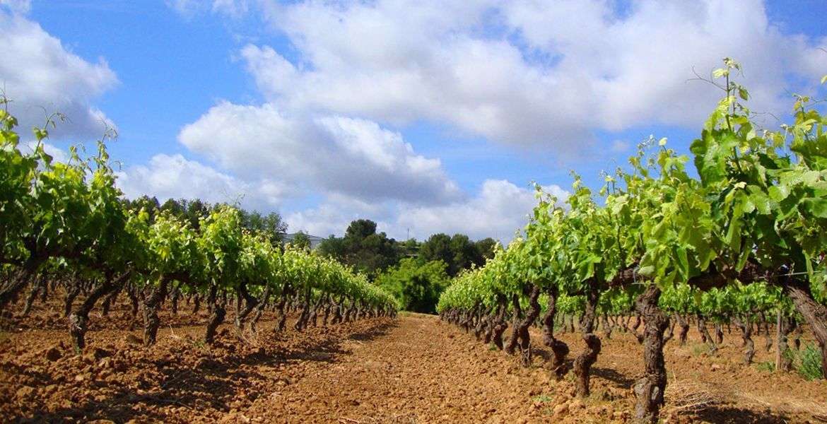 bodega Cava Avinyó