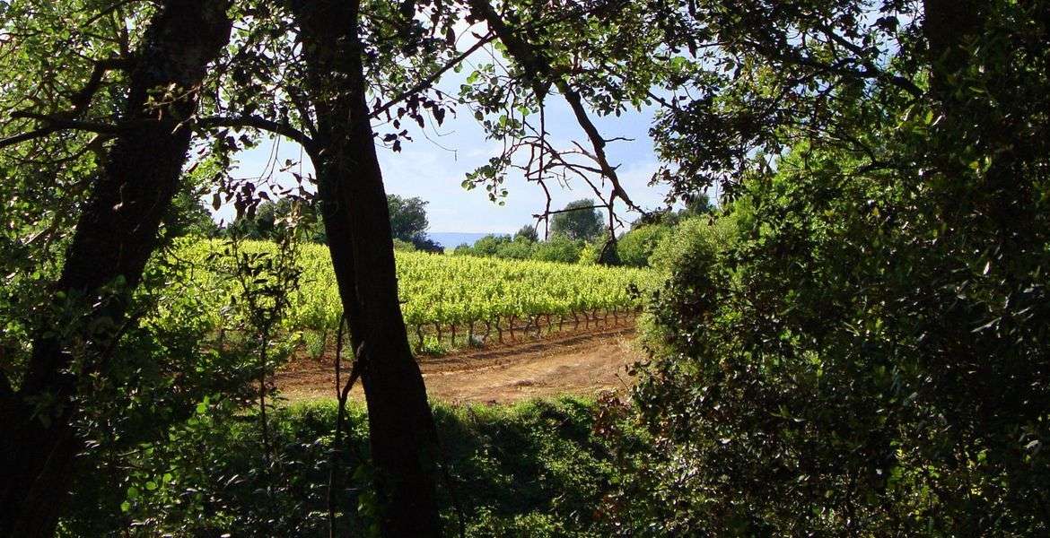 bodega Cava Avinyó