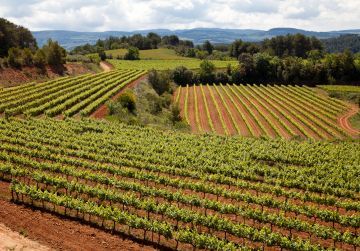 bodega Freixenet