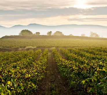 bodega Gramona