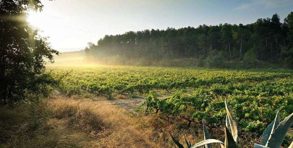 bodega Eudald Massana Noya