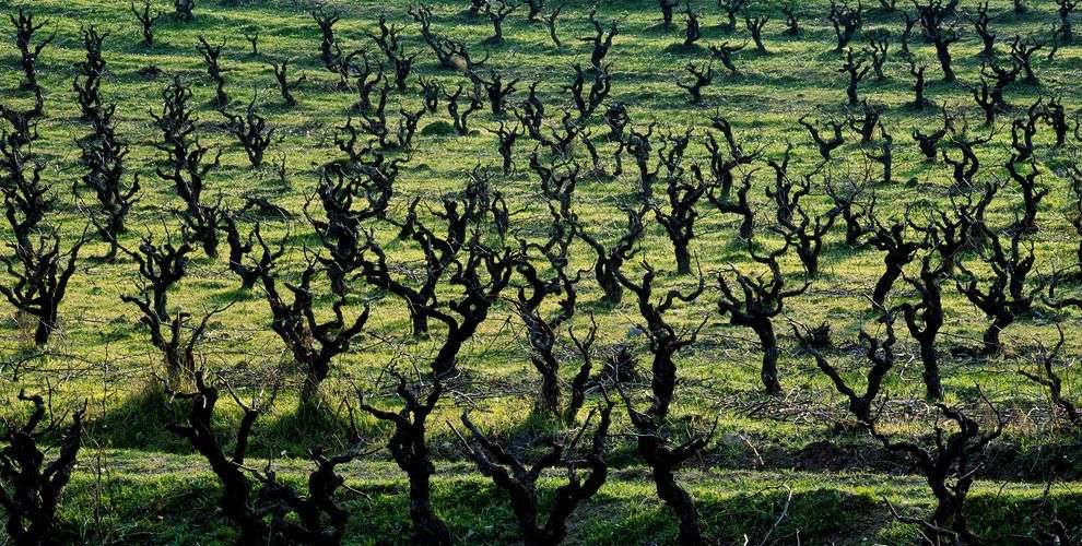 bodega Eudald Massana Noya