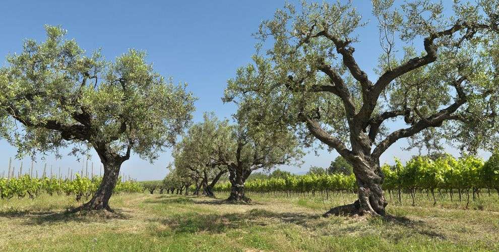 bodega Eudald Massana Noya