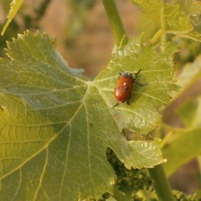 bodega Can Suriol del Castell de Grabuac