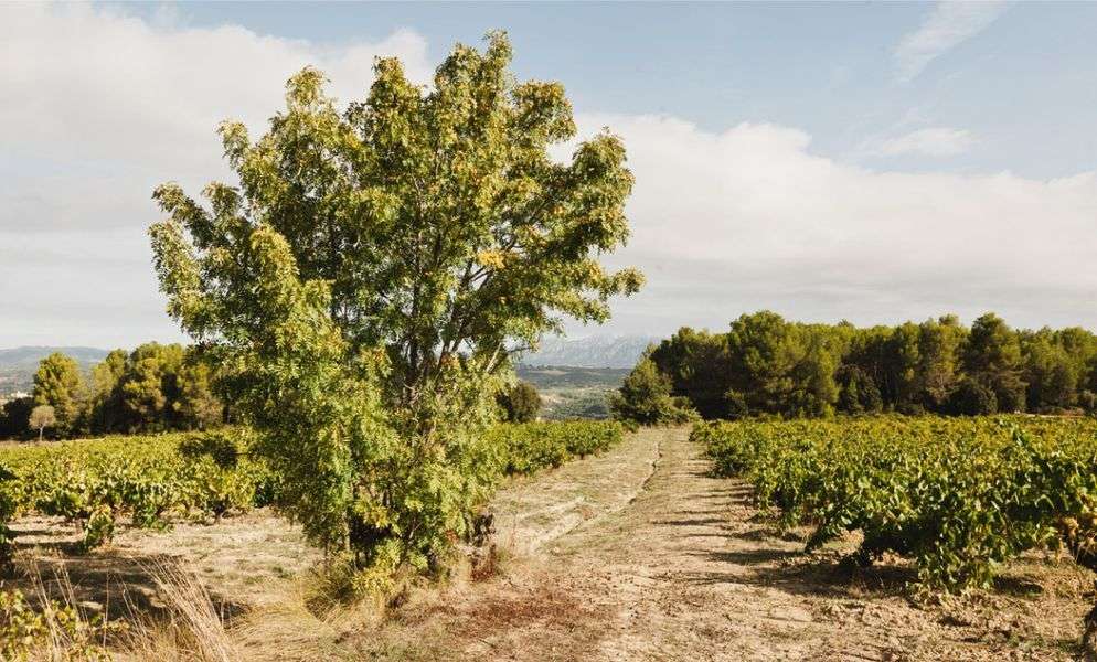 bodega Maria Rigol Ordi