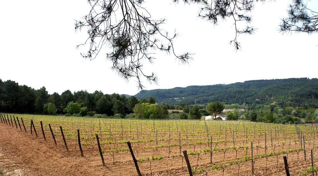 bodega Cava Maria Casanovas