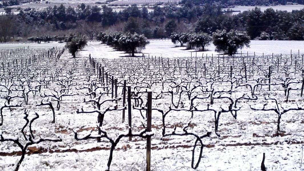 bodega Cava Maria Casanovas