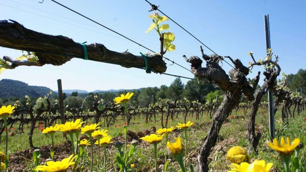 bodega Cava Maria Casanovas