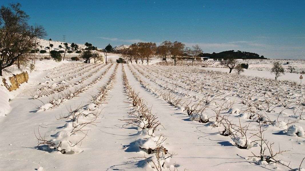 bodega MontRubí