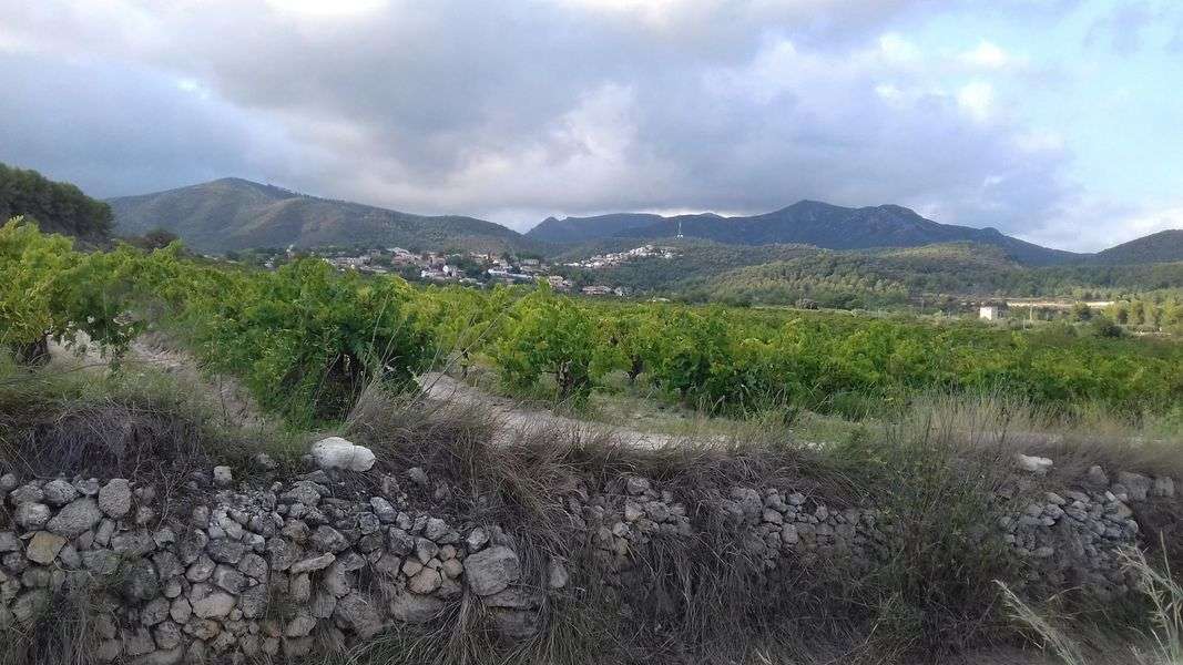 bodega Jané Ventura