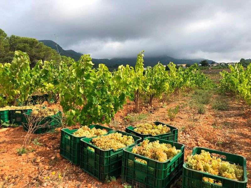 bodega Jané Ventura