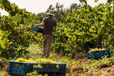 bodega Codorníu