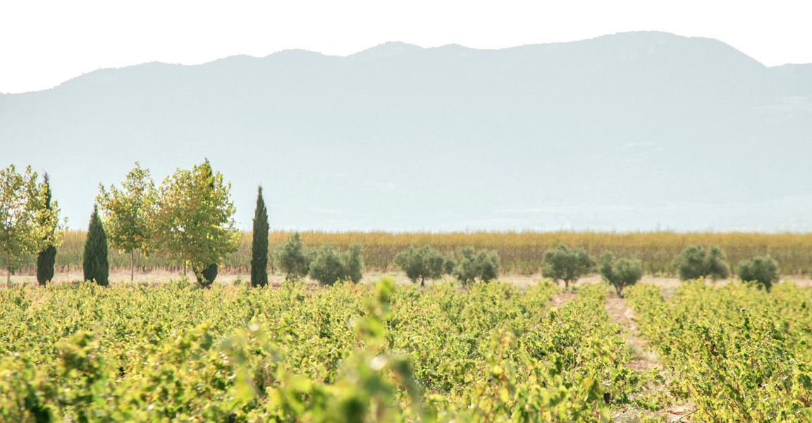 bodega Bodega Las Virtudes