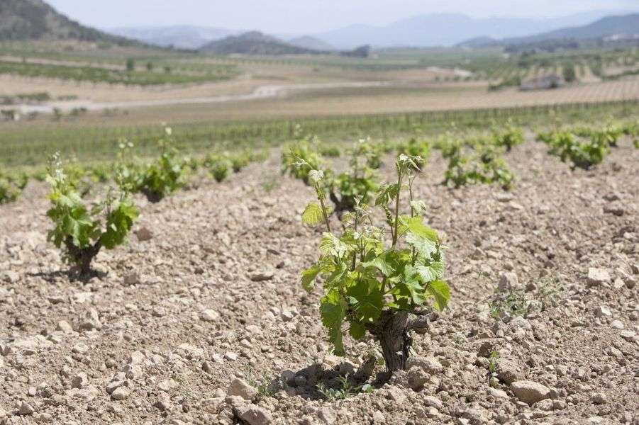 bodega Bodegas Sierra Salinas